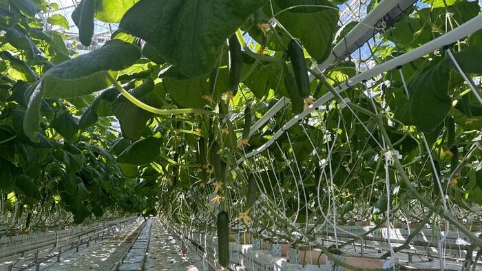 Des mini concombres sur des plants dans une serre. 