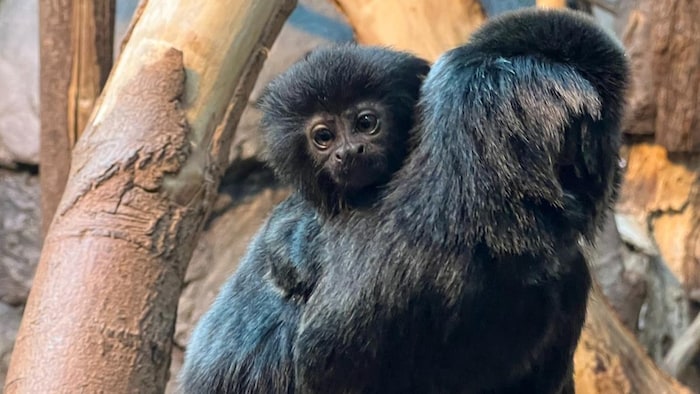 Un bébé singe sur le dos de sa mère. 