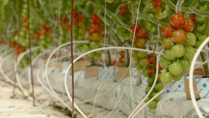 Des grappes de tomates dans une serre en Alberta