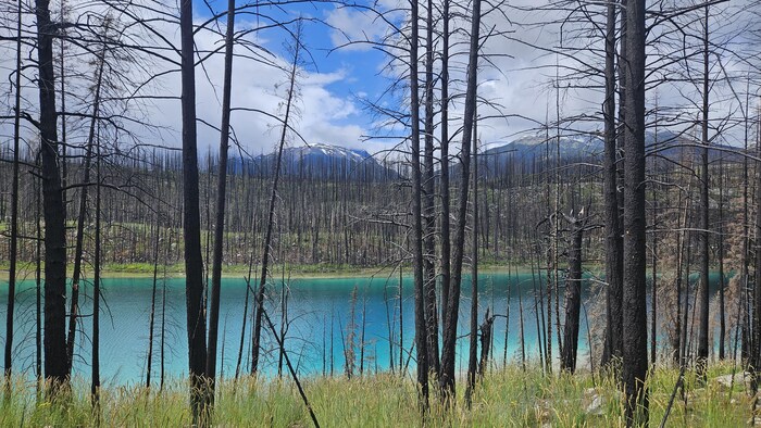 Des arbres calcinés en avant plan avec un lac emmeraude et les montagnes rocheuses au loin. Juillet 2026.