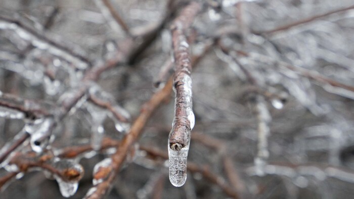 Des branches d'arbre recouvertes de verglas.