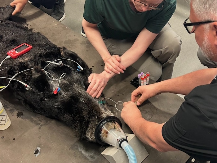 Une loutre reçoit des soins d'une équipe spécialisée.