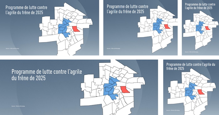 Une carte de la ville de Winnipeg qui montre l'endroit où l'agrile du frêne a été détecté pour la première fois en rouge et les quartiers visés par la Ville cette année en bleu.