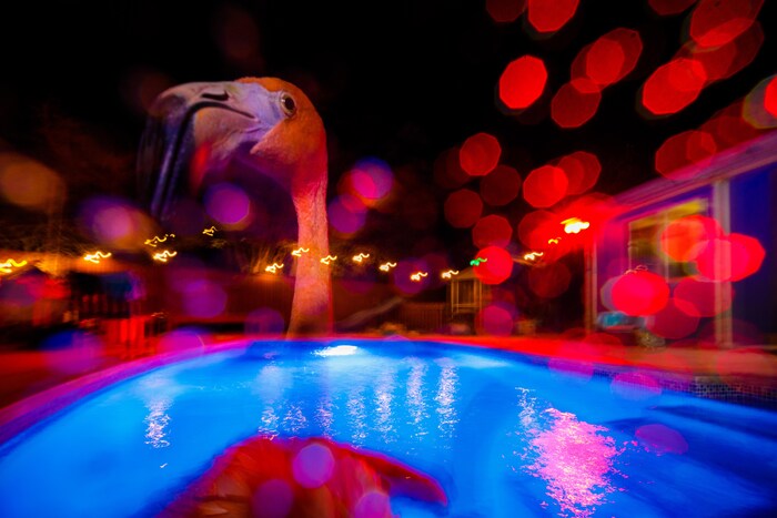 Un flamant rose est face à une piscine, pendant la nuit.