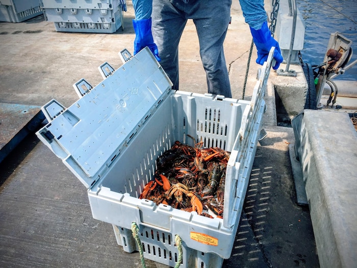 Un pêcheur ouvre un casier rempli de homard.