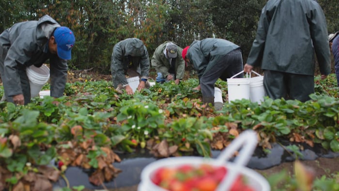 Six hommes avec des seaux blancs dans un champ de fraises penchés pour faire la récolte.