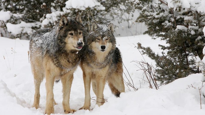 Des loups dans la neige. 