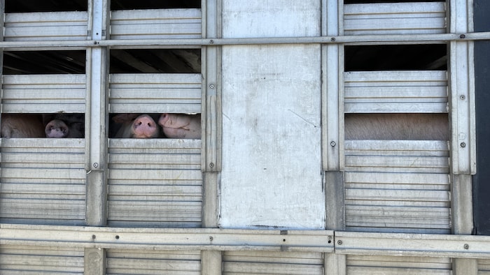 Des porcs dans la remorque d'un camion.