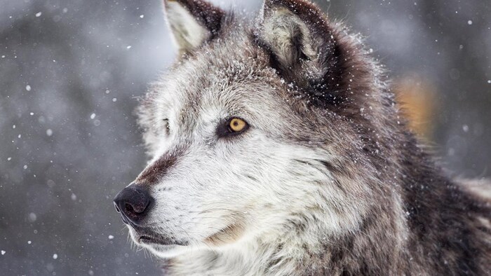 Un loup gris sous la neige.