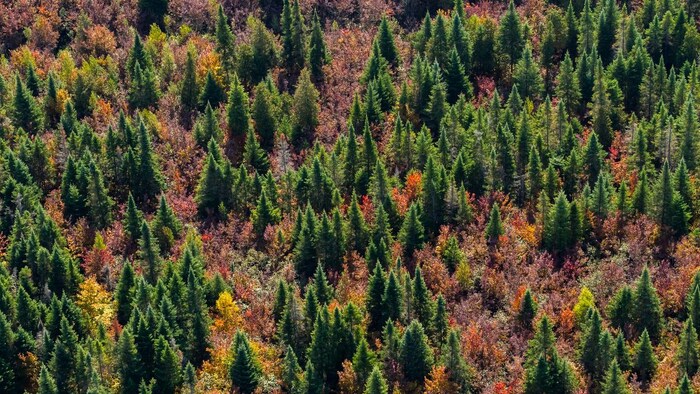 Une forêt boréale remplit de sapin et d'arbres de couleurs.
