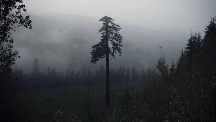 Un arbre seul, symbole de la déforestation.