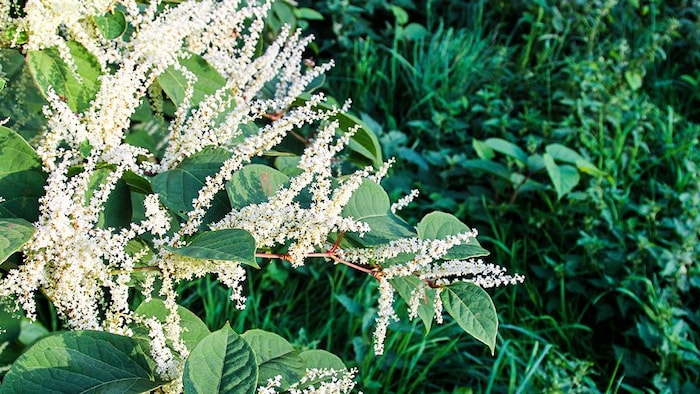La renouée du Japon
