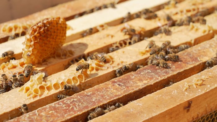 Des abeilles sur le dessus des cadres d'une ruche.