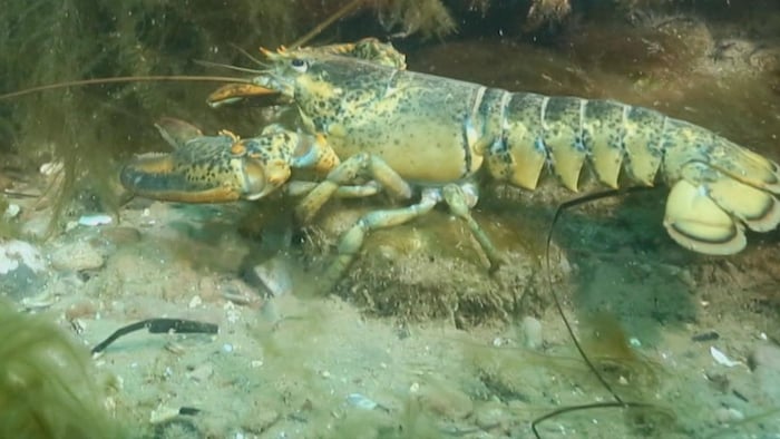 Un homard, sur une roche, dans le fond de l'eau entouré d'herbes.