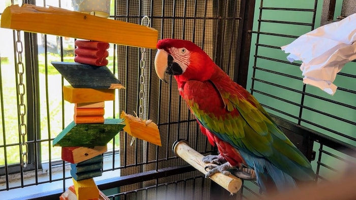 Un perroquet aras est dans une cage dans un refuge pour oiseaux exotiques.