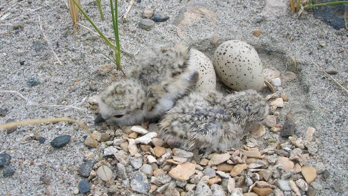 Éclosion des poussins de pluviers siffleurs.