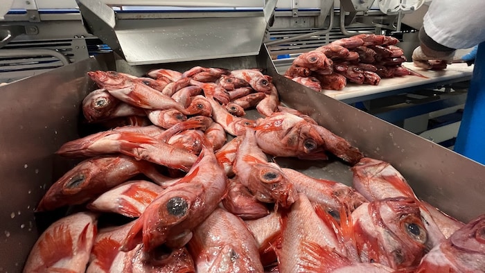Des poissons.