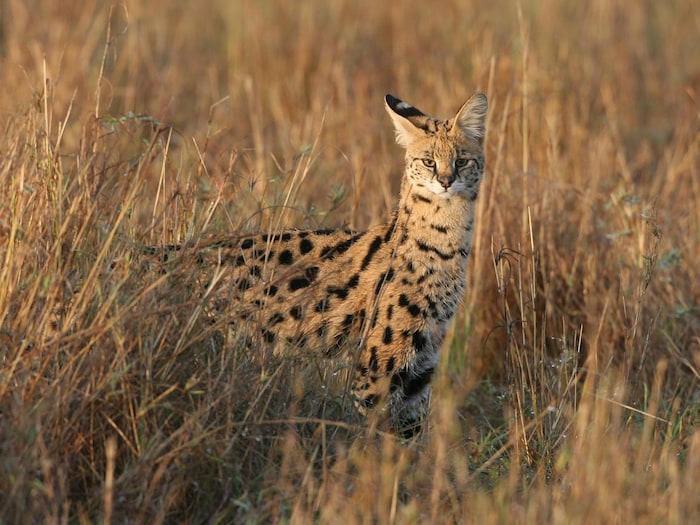 Un serval du Kenya.