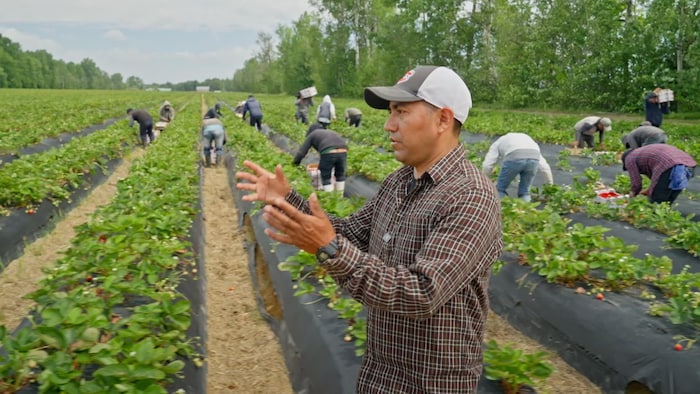 Juan Hernandez Hernandez est un travailleur agricole mexicain dans un champ de fraises dans la Ferme d’Éric et Mario Chaumont.