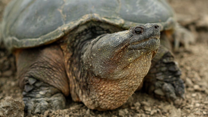 Gros plan sur une tortue serpentine géante.