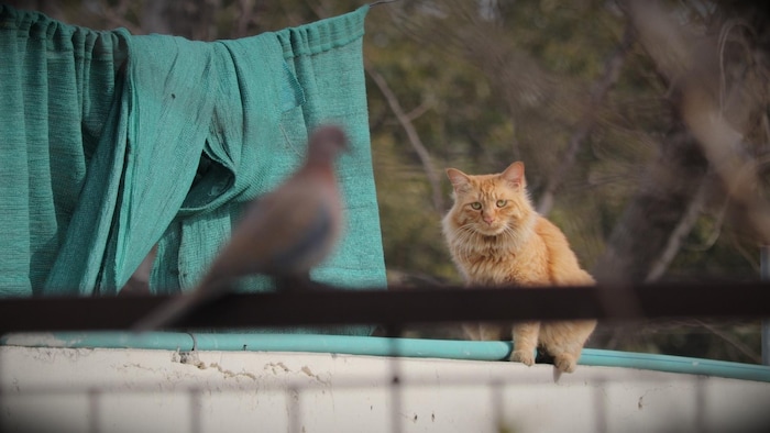Chat roux qui chasse un oiseau.