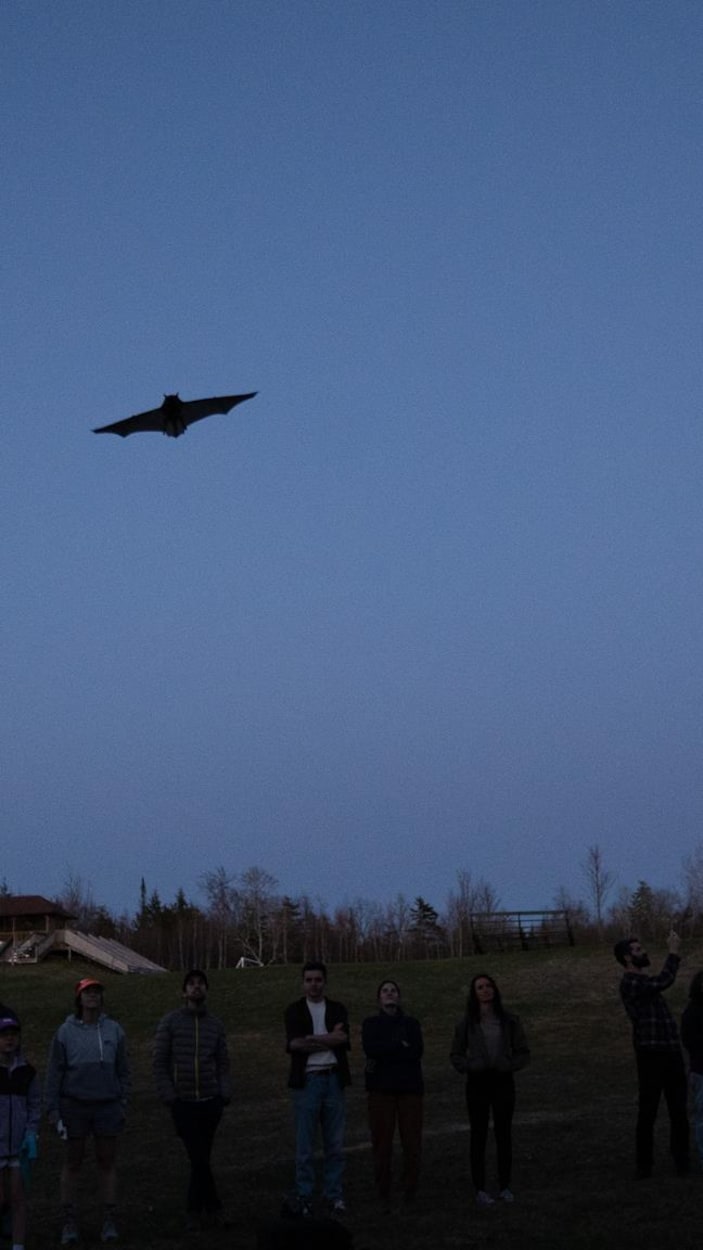 Une chauve-souris qui vole à la tombée du jour.