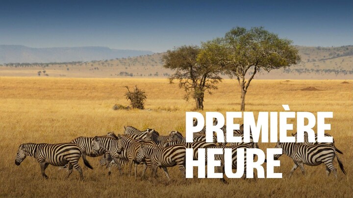 Un troupeau de zèbres dans le parc national du Serengeti, en Tanzanie.