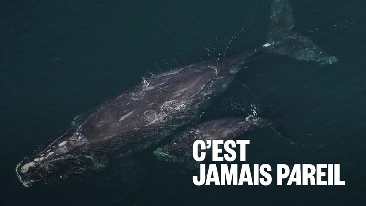 Une baleine et un baleineau.