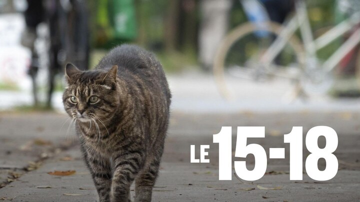 Un chat errant sur un trottoir.