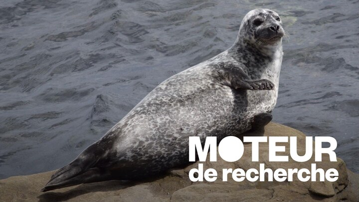 Laissez les phoques tranquilles! | OHdio | Radio-Canada