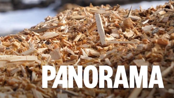 Des nombreux copeaux de bois dans une scierie.