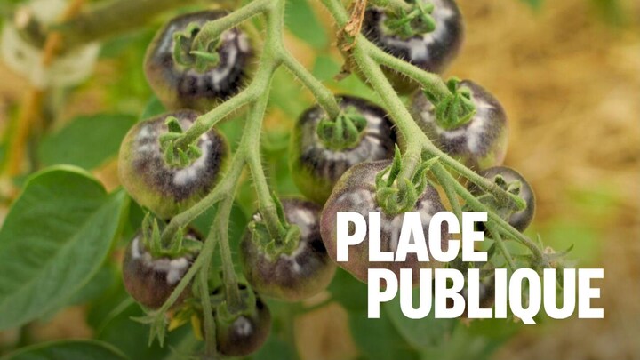 Un plant de tomate.