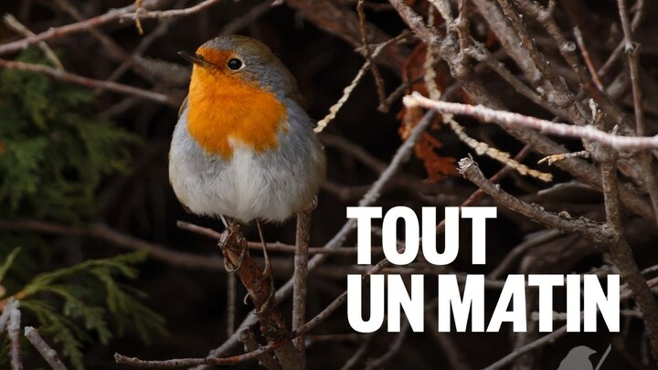 Un oiseau orangé et gris sur une branche.