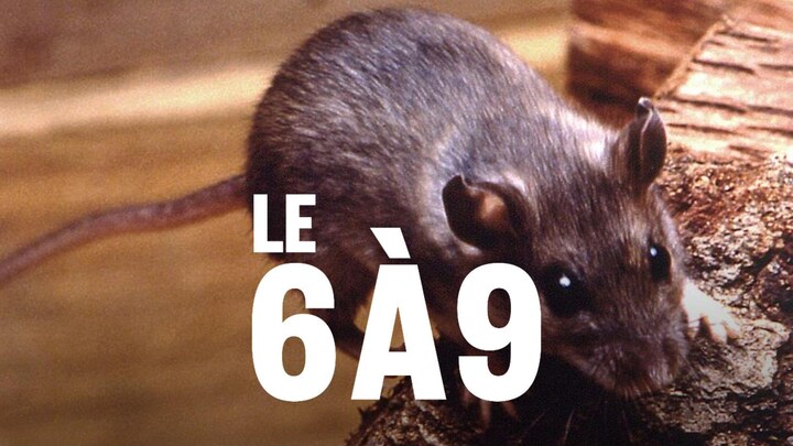 Une souris sur un morceau de bois.