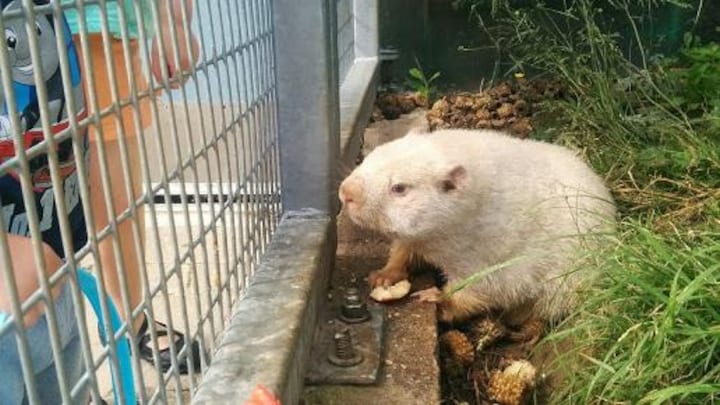 Une marmotte albino.