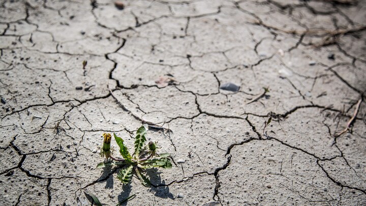 Une planted dans unal asséché.