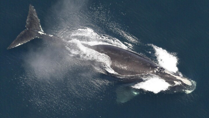 Une baleine noire de l'Atlantique nord aperçue des airs au large de la Nouvelle-Angleterre.