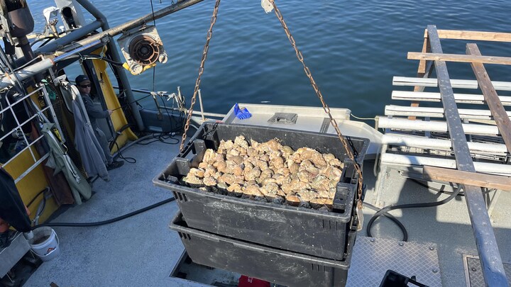 La pêche aux buccins bat son plein aux Îles-de-la-Madeleine | OHdio ...