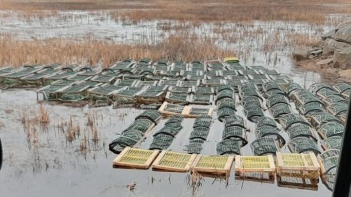 Des casiers à l'eau dans une zone marécageuse.