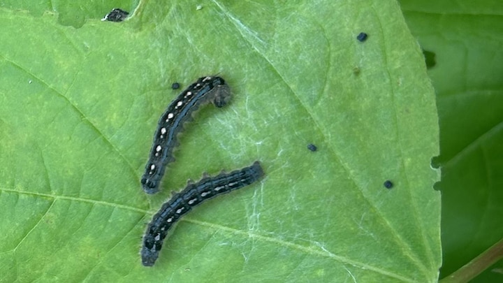 Too many flies? Good news for the track epidemic, says a biologist | Ohdio
