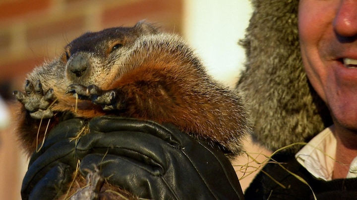 Une personne tient Fred la marmotte dans ses mains.