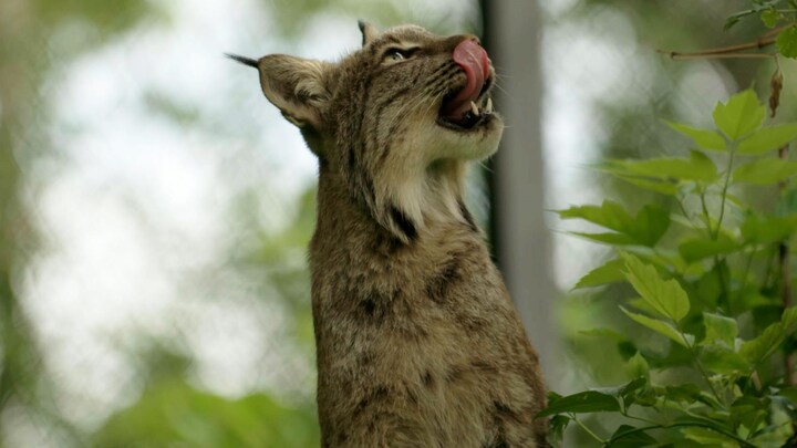 Un lynx qui sort la langue.