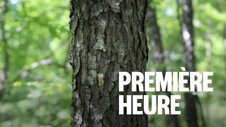 Un tronc d'arbre.