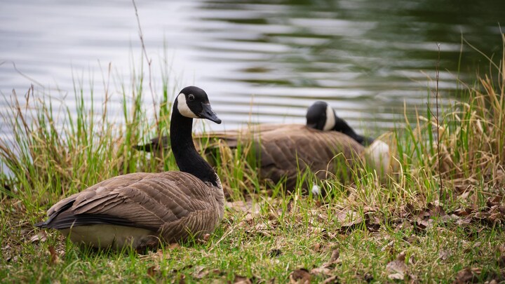 Deux oiseaux couchés sur le bord de l'eau, gazon vert, quelques feuilles au sol. Mai 2024.