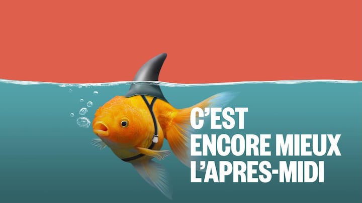 Il s'agit d'un poisson rouge avec une nageoire de requin affixée au dos.