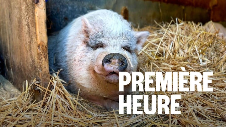 Un cochon est assis sur la paille dans une étable.