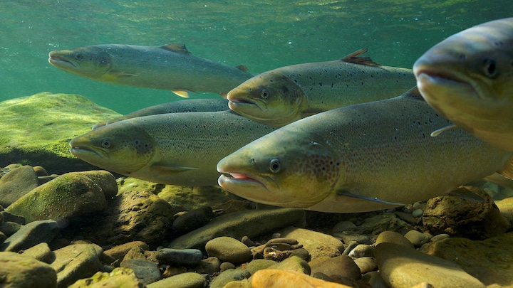 Plusieurs saumons atlantiques sous l'eau, nageant vers la gauche de l'image, près du fond couvert de roches.