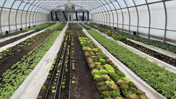 Une serre de légumes. 