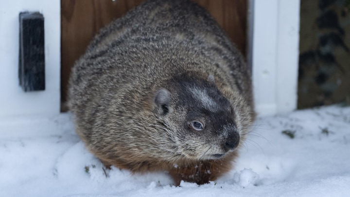 Une marmotte dans la neige.