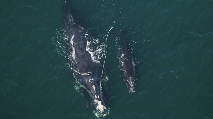 Photo aérienne d'une baleine noire traînant des cordages de pêche dans lesquels elle est coincée. Un baleineau nage à côté d'elle.